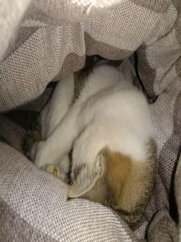 草垛里的麻雀